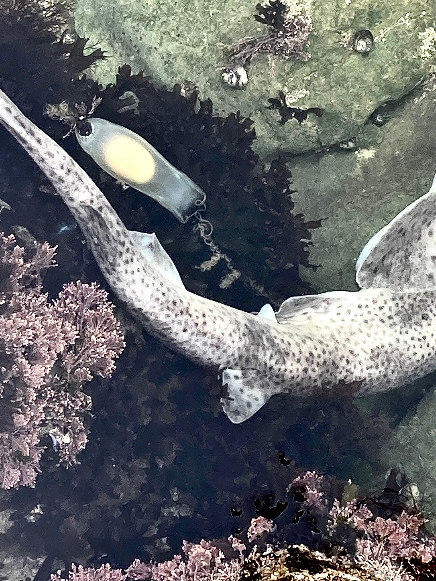 Mermaid's purse dog fish egg case being born!