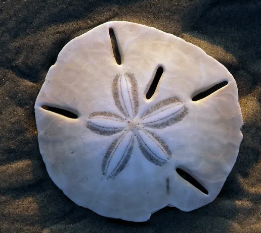 sand dollar