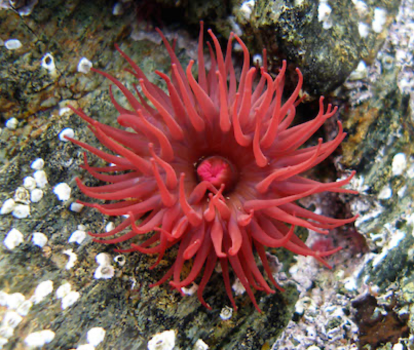 Sea anemone