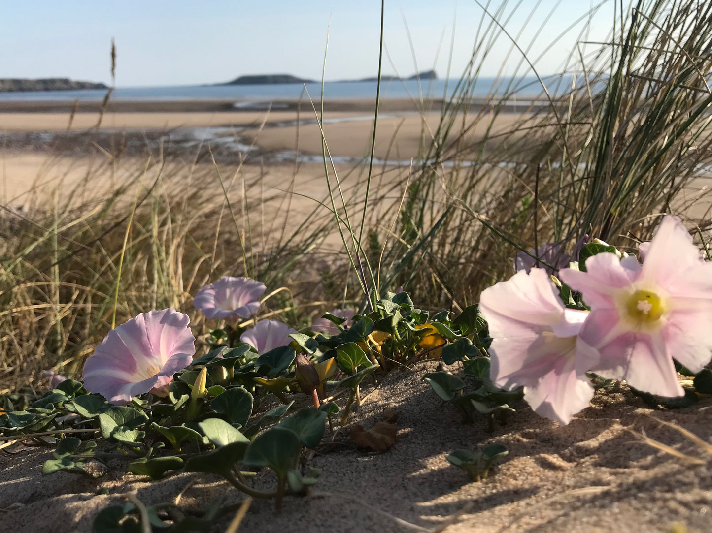 Worms Head Gower sand dunes