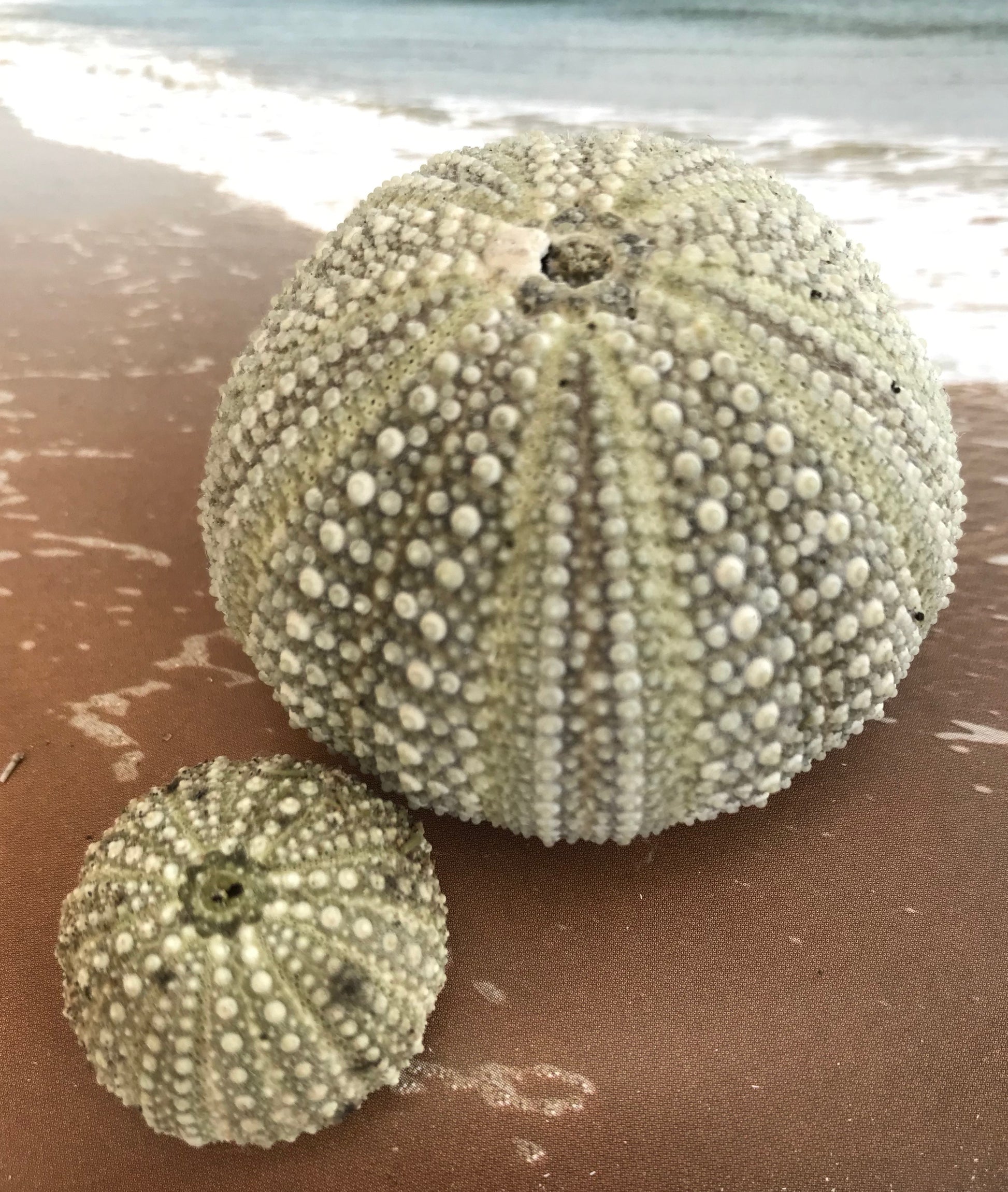 Sea urchins Gower
