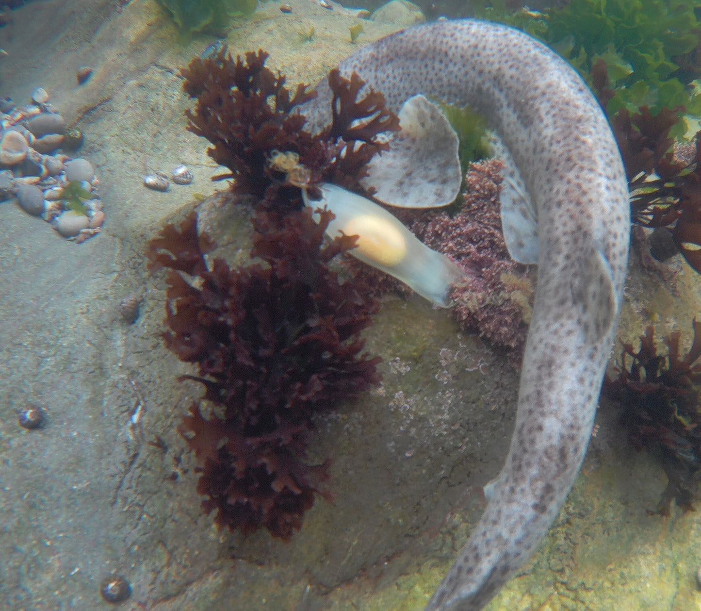 dogfish laying a mermaids purse