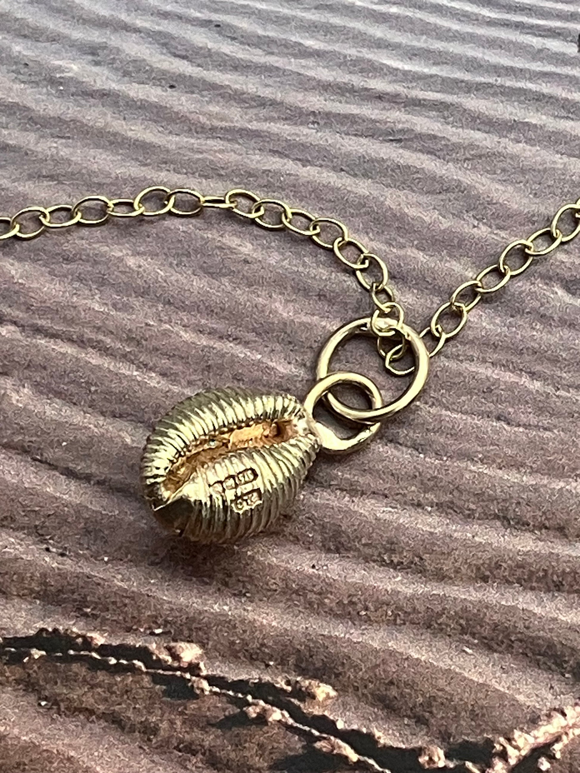 Solid gold cowrie shell from the Gower beach at Langland Bay