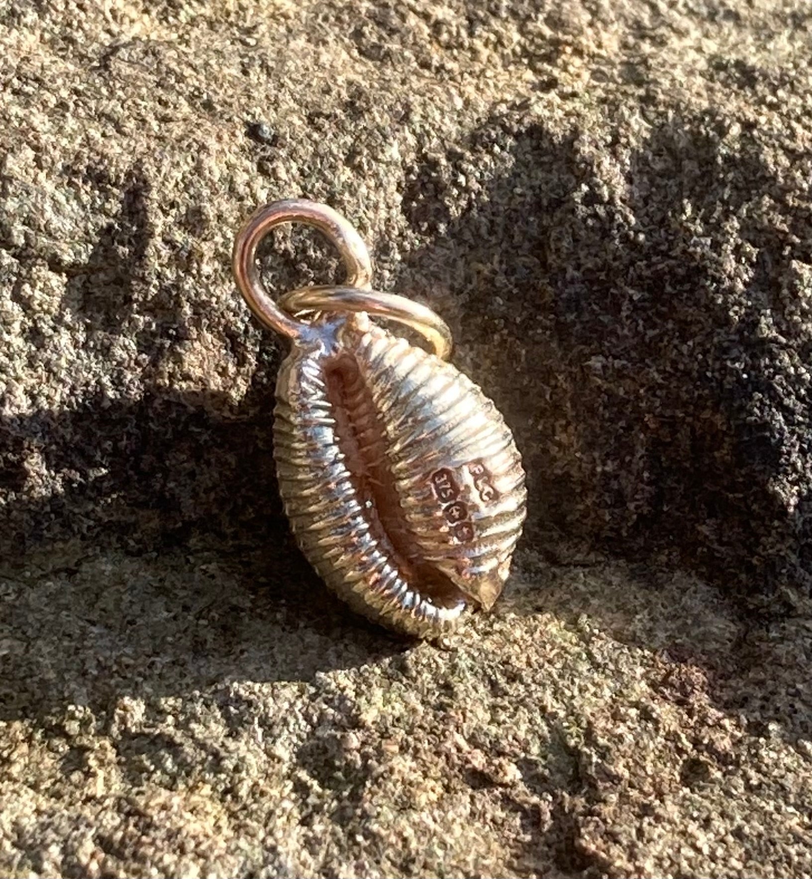 gold cowrie from Langland Bay Gower