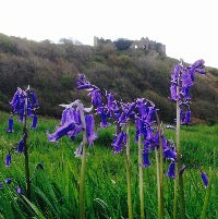 Bluebells at Three Cliffs Bay card