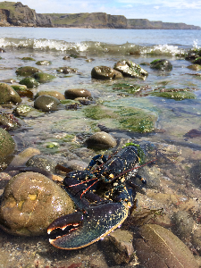 Gower lobster card