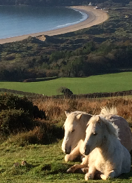 Horses overlooking Oxwich Bay card