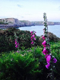 Gower foxgloves card